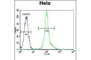 Flow cytometric analysis of Hela cells (right histogram) compared to a negative control cell (left histogram). (LCK anticorps  (C-Term))
