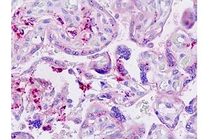 Anti-LGMN / Legumain antibody IHC staining of human placenta. (LGMN anticorps  (AA 83-112))