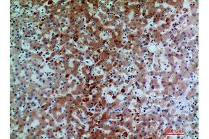Immunohistochemistry (IHC) analysis of paraffin-embedded Human Liver, antibody was diluted at 1:200. (C7 anticorps)