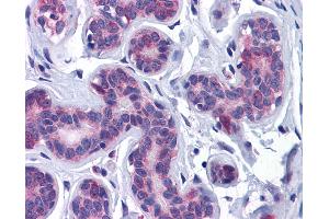 Anti-AKT3 antibody IHC of human breast. (AKT3 anticorps  (AA 119-136))