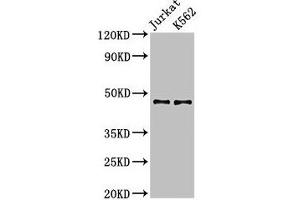 Western Blot Positive WB detected in: Jurkat whole cell lysate, K562 whole cell lysate All lanes: LDB1 antibody at 3. (LIM Domain Binding 1 Protein anticorps  (AA 50-375))