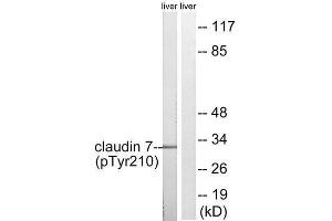 Western Blotting (WB) image for anti-Claudin 7 (CLDN7) (pTyr210) antibody (ABIN1847758) (Claudin 7 anticorps  (pTyr210))
