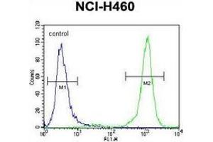 Flow cytometric analysis of NCI-H460 cells (right histogram) compared to a negative control cell (left histogram) using PCDHA9 Antibody (N-term), followed by FITC-conjugated goat-anti-rabbit secondary antibodies. (PCDHA9 anticorps  (N-Term))