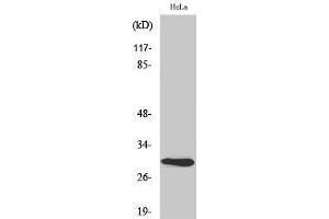 Western Blotting (WB) image for anti-Apolipoprotein A-I Binding Protein (APOA1BP) (Internal Region) antibody (ABIN3173710) (APOA1BP anticorps  (Internal Region))