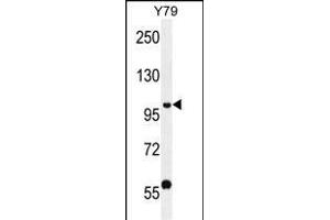 PHF20 Antibody (N-term) (ABIN656095 and ABIN2845438) western blot analysis in Y79 cell line lysates (35 μg/lane).
