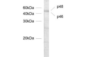 dilution: 1 : 1000, sample: nuclear extract from postnatal (P1) mouse cerebellum (PAX6 anticorps  (N-Term))