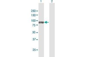 Western Blot analysis of DVL3 expression in transfected 293T cell line by DVL3 MaxPab polyclonal antibody. (DVL3 anticorps  (AA 1-716))