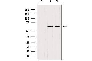 Western blot analysis of extracts from various samples, using SMOX antibody. (SMOX anticorps  (Internal Region))