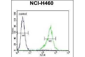 TSNARE1 Antibody (C-term) (ABIN655257 and ABIN2844854) flow cytometric analysis of NCI- cells (right histogram) compared to a negative control cell (left histogram). (TSNARE1 anticorps  (C-Term))