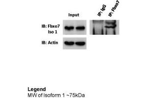 Immunoprecipitation -- 5ug antibody (FBXO7 anticorps  (Middle Region))