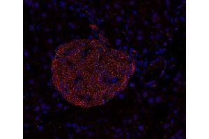 Indirect immunostaining of PFA-fixed paraffin embedded mouse pancreas section (dilution 1 : 200). (Syntaxin 7 anticorps  (Cytoplasmic Domain))