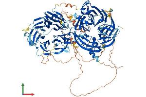 AlphaFold protein structure predicition of Mouse Recombinant Llgl1 Protein, UniprotID Q80Y17