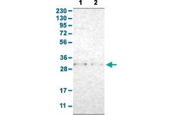 TNFAIP1 Antikörper  (AA 80-170)