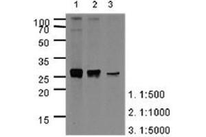 Image no. 2 for anti-Apolipoprotein A-I (APOA1) (AA 25-267) antibody (ABIN950461) (APOA1 anticorps  (AA 25-267))