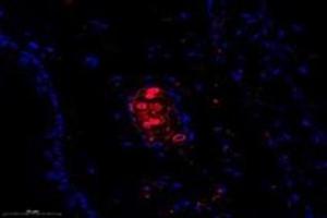 Immunofluorescent analysis of paraformaldehyde-fixed mouse ear using,FLJ22167 (ABIN7073961) at dilution of 1: 1400 (FLJ22167 anticorps)