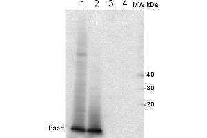 Western Blot of samples from Arabidopsis thaliana thylakoids. (PsbE anticorps)