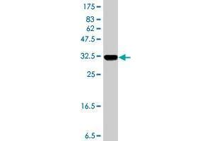 Western Blot detection against Immunogen (37.