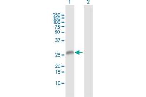 Western Blot analysis of EGFL7 expression in transfected 293T cell line by EGFL7 MaxPab polyclonal antibody.