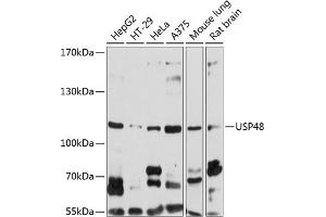 Western blot analysis of extracts of various cell lines, using USP48 antibody (ABIN6129500, ABIN6150027, ABIN6150028 and ABIN6220840) at 1:1000 dilution. (USP48 anticorps  (AA 1-300))