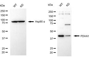 Western blotting analysis using PDHA1 antibody (ABIN7800080). (Recombinant PDHA1 anticorps)