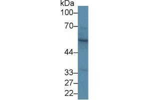Western Blot; Sample: Rat Skin lysate; Primary Ab: 1µg/ml Rabbit Anti-Rat KRT15 Antibody Second Ab: 0.