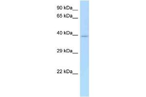 WB Suggested Anti-CD33 Antibody Titration: 1. (CD33 anticorps  (N-Term))