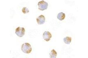 Immunocytochemistry of TNFRSF14 in Raji with this product at 10 μg/ml.