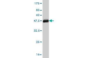 Western Blot detection against Immunogen (37.
