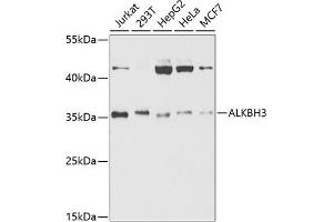 Western blot analysis of extracts of various cell lines, using  antibody (ABIN6131226, ABIN6136800, ABIN6136801 and ABIN6221496) at 1:1000 dilution. (ALKBH3 anticorps  (AA 1-286))