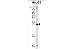 ZN Antibody (N-term) (ABIN1539052 and ABIN2838262) western blot analysis in HepG2 cell line lysates (35 μg/lane). (ZNF134 anticorps  (N-Term))