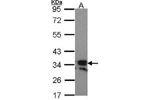 WB Image Sample (30 ug of whole cell lysate) A: Hela 10% SDS PAGE RANKL (CD254) antibody antibody diluted at 1:1000 (RANKL anticorps  (C-Term))