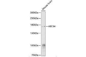 Western Blot analysis of ABCA4 expression in Mouse Brain using ABIN6136350