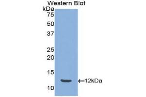 Detection of Recombinant PYY, Mouse using Polyclonal Antibody to Peptide YY (PYY)