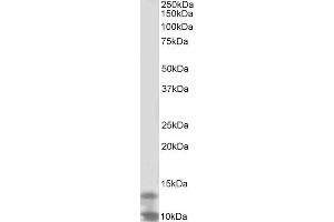 ABIN2562279 (2µg/ml) staining of K562 lysate (35µg protein in RIPA buffer). (DPM3 anticorps  (Internal Region))
