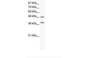 Image no. 1 for anti-Mitogen-Activated Protein Kinase 14 (MAPK14) (C-Term) antibody (ABIN203076) (MAPK14 anticorps  (C-Term))