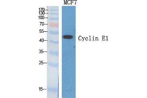 Western Blot (WB) analysis of specific cells using Cyclin E1 Polyclonal Antibody. (Cyclin E1 anticorps  (Internal Region))