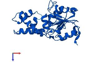 AlphaFold protein structure predicition of Human Recombinant PUDP Protein, UniprotID Q08623