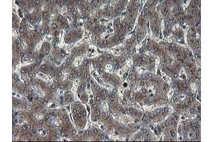 Image no. 13 for anti-Acyl-CoA Binding Domain Containing 3 (Acbd3) antibody (ABIN1498415)