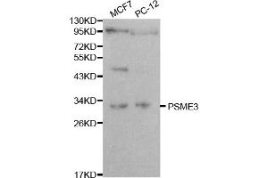 Western blot analysis of extracts of various cell lines, using PSME3 antibody. (PSME3 anticorps)