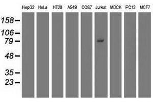 Image no. 2 for anti-Tripartite Motif Containing 2 (TRIM2) (AA 1-100), (AA 1500-1600) antibody (ABIN1490539) (TRIM2 anticorps  (AA 1-100, AA 1500-1600))