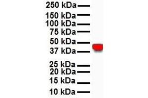 WB Suggested Anti-KRT18 antibody Titration: 1 ug/mL Sample Type: Human HepG2