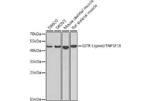 Western blot analysis of extracts of various cell lines, using GITR Ligand/TNFSF18 antibody (ABIN6129155, ABIN6149347, ABIN6149348 and ABIN6222807) at 1:1000 dilution.