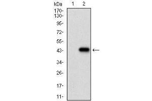 Fig. (CDX2 anticorps  (AA 176-303))