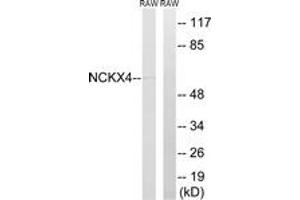 Western Blotting (WB) image for anti-Solute Carrier Family 24 (Sodium/potassium/calcium Exchanger), Member 4 (Slc24a4) (AA 328-377) antibody (ABIN2890647) (SLC24A4 anticorps  (AA 328-377))