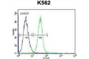 Flow cytometric analysis of K562 cells (right histogram) compared to a negative control cell (left histogram) using SERPINB4 / SCCA2  Antibody (C-term), followed by FITC-conjugated goat-anti-rabbit secondary antibodies. (SERPINB4 anticorps  (C-Term))