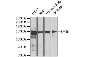 Western blot analysis of extracts of various cell lines using SMTN Polyclonal Antibody at dilution of 1:1000. (Smoothelin anticorps)
