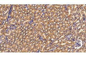 Detection of FGFR1 in Mouse Kidney Tissue using Polyclonal Antibody to Fibroblast Growth Factor Receptor 1 (FGFR1) (FGFR1 anticorps  (AA 236-362))