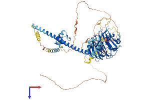 AlphaFold protein structure predicition of Mouse Recombinant Cop1 Protein, UniprotID Q9R1A8