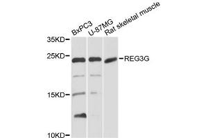 Western blot analysis of extracts of various cell lines, using REG3G antibody. (REG3g anticorps)