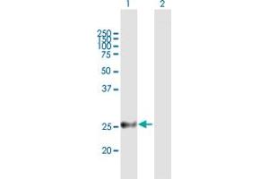 Western Blot analysis of MREG expression in transfected 293T cell line by MREG MaxPab polyclonal antibody. (MREG anticorps  (AA 1-214))